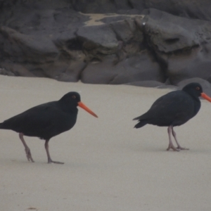 Haematopus fuliginosus at Merimbula, NSW - 18 Jul 2020