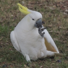 Cacatua galerita (Sulphur-crested Cockatoo) at Pollinator-friendly garden Conder - 22 Apr 2022 by michaelb