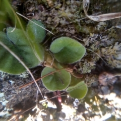 Dichondra sp. Inglewood (J.M.Dalby 86/93) Qld Herbarium (Kidney Weed) at Cooma North Ridge Reserve - 1 Aug 2022 by mahargiani