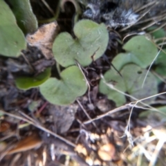 Dichondra sp. Inglewood (J.M.Dalby 86/93) Qld Herbarium at Cooma, NSW - 1 Aug 2022 02:21 PM