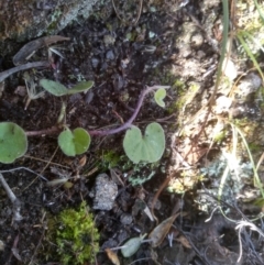 Dichondra sp. Inglewood (J.M.Dalby 86/93) Qld Herbarium at Cooma, NSW - 1 Aug 2022 02:21 PM