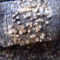 Unidentified Other fungus at Cooma North Ridge Reserve - 1 Aug 2022 by mahargiani