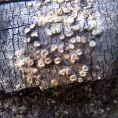 Unidentified Other fungus at Cooma, NSW - 1 Aug 2022 by mahargiani