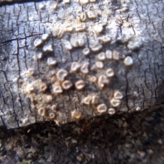 Unidentified Other fungus (TBC) at Cooma, NSW - 1 Aug 2022 by mahargiani