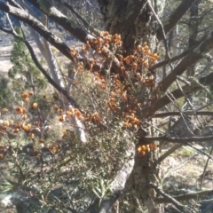 Bursaria spinosa (Native Blackthorn, Sweet Bursaria) at Cooma North Ridge Reserve - 1 Aug 2022 by mahargiani