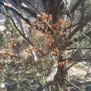 Bursaria spinosa at Cooma, NSW - 1 Aug 2022