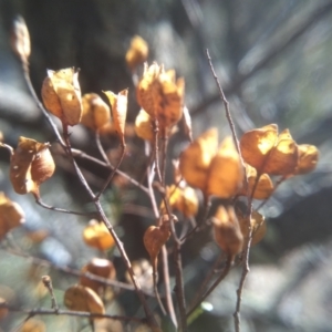 Bursaria spinosa at Cooma, NSW - 1 Aug 2022