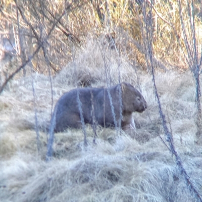 Vombatus ursinus (Common wombat, Bare-nosed Wombat) at Coree, ACT - 30 Jul 2022 by Angus44