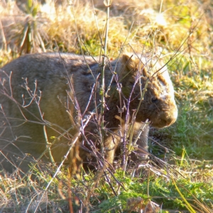 Vombatus ursinus at Coree, ACT - 30 Jul 2022