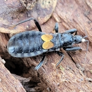 Peirates sp. (genus) at Campbell, ACT - 2 Aug 2022