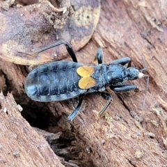 Peirates sp. (genus) at Campbell, ACT - 2 Aug 2022 12:50 PM