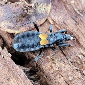 Peirates sp. (genus) at Campbell, ACT - 2 Aug 2022