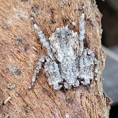 Stephanopis sp. (genus) (Knobbly crab spider) at Mount Ainslie - 2 Aug 2022 by trevorpreston