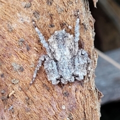 Stephanopis sp. (genus) at Campbell, ACT - 2 Aug 2022