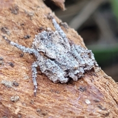 Stephanopis sp. (genus) at Campbell, ACT - 2 Aug 2022