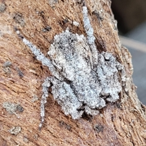 Stephanopis sp. (genus) at Campbell, ACT - 2 Aug 2022