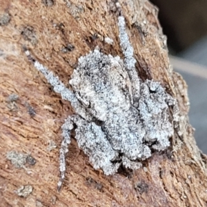 Stephanopis sp. (genus) at Campbell, ACT - 2 Aug 2022