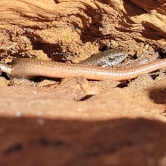 Morethia boulengeri (Boulenger's Skink) at Campbell, ACT - 2 Aug 2022 by trevorpreston