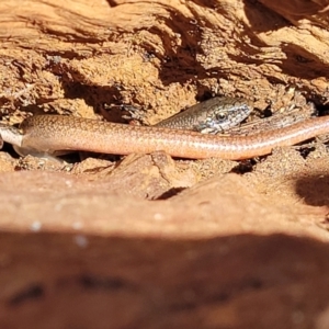 Morethia boulengeri at Campbell, ACT - 2 Aug 2022