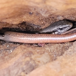 Morethia boulengeri at Campbell, ACT - 2 Aug 2022