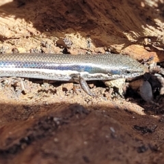 Morethia boulengeri at Campbell, ACT - 2 Aug 2022