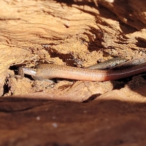 Morethia boulengeri at Campbell, ACT - 2 Aug 2022