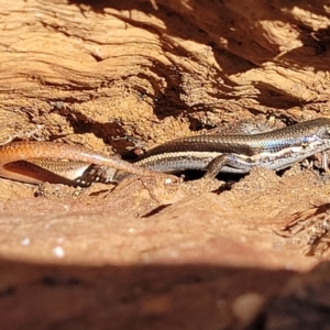 Morethia boulengeri at Campbell, ACT - 2 Aug 2022