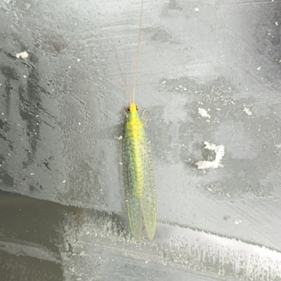 Mallada traviatus (Goldeneye Lacewing) at Holder, ACT - 31 Jul 2022 by ird3100