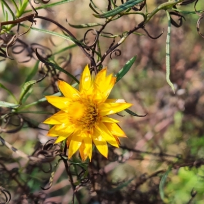Xerochrysum viscosum (Sticky Everlasting) at O'Malley, ACT - 2 Aug 2022 by Mike