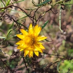 Xerochrysum viscosum (Sticky everlasting) at O'Malley, ACT - 2 Aug 2022 by Mike