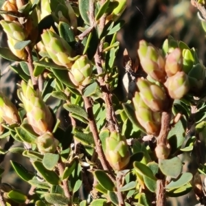 Brachyloma daphnoides at O'Malley, ACT - 2 Aug 2022 03:20 PM