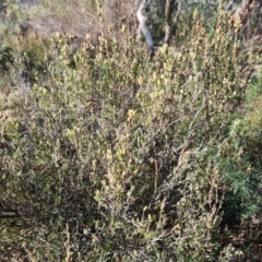 Brachyloma daphnoides at O'Malley, ACT - 2 Aug 2022 03:20 PM