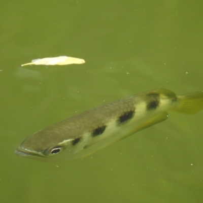 Unidentified Other Native Fish at Oak Beach, QLD - 2 Aug 2022 by GlossyGal