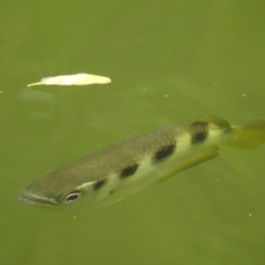 Unidentified Other Native Fish (TBC) at suppressed - 2 Aug 2022 by GlossyGal
