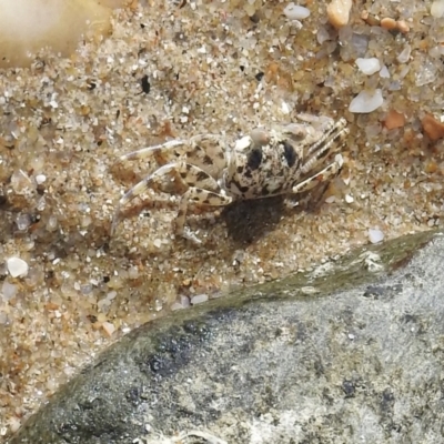 Unidentified Other Crustacean at Oak Beach, QLD - 27 Jul 2022 by GlossyGal