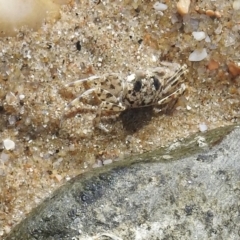 Unidentified Other Crustacean (TBC) at Oak Beach, QLD - 27 Jul 2022 by GlossyGal