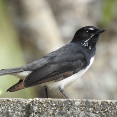 Rhipidura leucophrys (Willie Wagtail) at Oak Beach, QLD - 28 Jul 2022 by GlossyGal