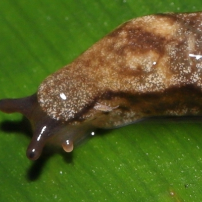 Collembola (class) (Springtail) at Acton, ACT - 28 Apr 2022 by TimL