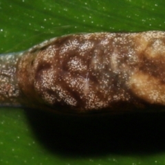 Collembola sp. (class) at Acton, ACT - 28 Apr 2022