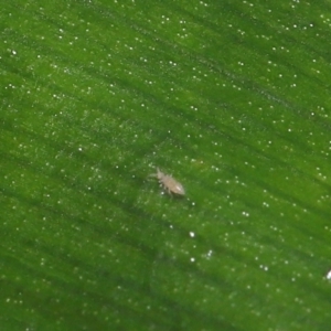 Collembola sp. (class) at Acton, ACT - 28 Apr 2022