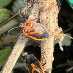 Agonoscelis rutila at Suttons Dam - 2 Aug 2022 by KL