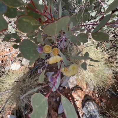 Eucalyptus minniritchi at Burt Plain, NT - 19 Jul 2022 by SimoneC