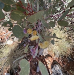 Eucalyptus sp. (TBC) at suppressed - 19 Jul 2022 by SimoneC