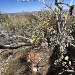 Eucalyptus minniritchi at suppressed - 19 Jul 2022