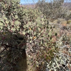 Eucalyptus minniritchi at suppressed - 19 Jul 2022