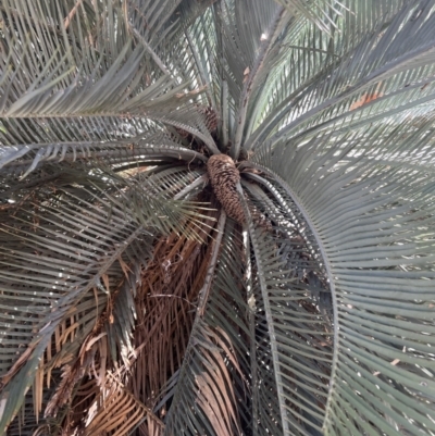 Macrozamia macdonnellii (MacDonnell Ranges Cycad) at Tjoritja / West MacDonnell National Park - 20 Jul 2022 by SimoneC