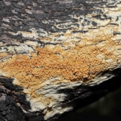 Corticioid fungi at Tennent, ACT - 2 Aug 2022 11:06 AM