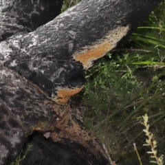 Corticioid fungi at Tennent, ACT - 2 Aug 2022 11:06 AM