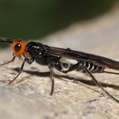 Callibracon capitator (White Flank Black Braconid Wasp) at Namadgi National Park - 2 Aug 2022 by TimL