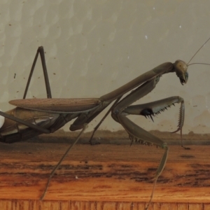 Pseudomantis albofimbriata at Conder, ACT - 2 May 2022 03:24 PM